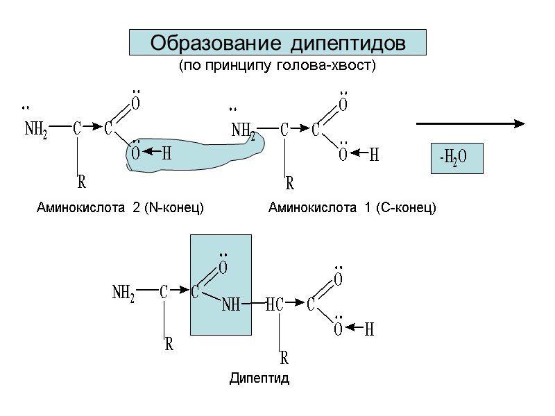 Образование дипептидов  (по принципу голова-хвост) Аминокислота 1 (С-конец) Аминокислота 2 (N-конец) Дипептид
